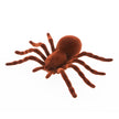 Araignee brune