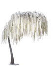 Arbre amarante blanc
