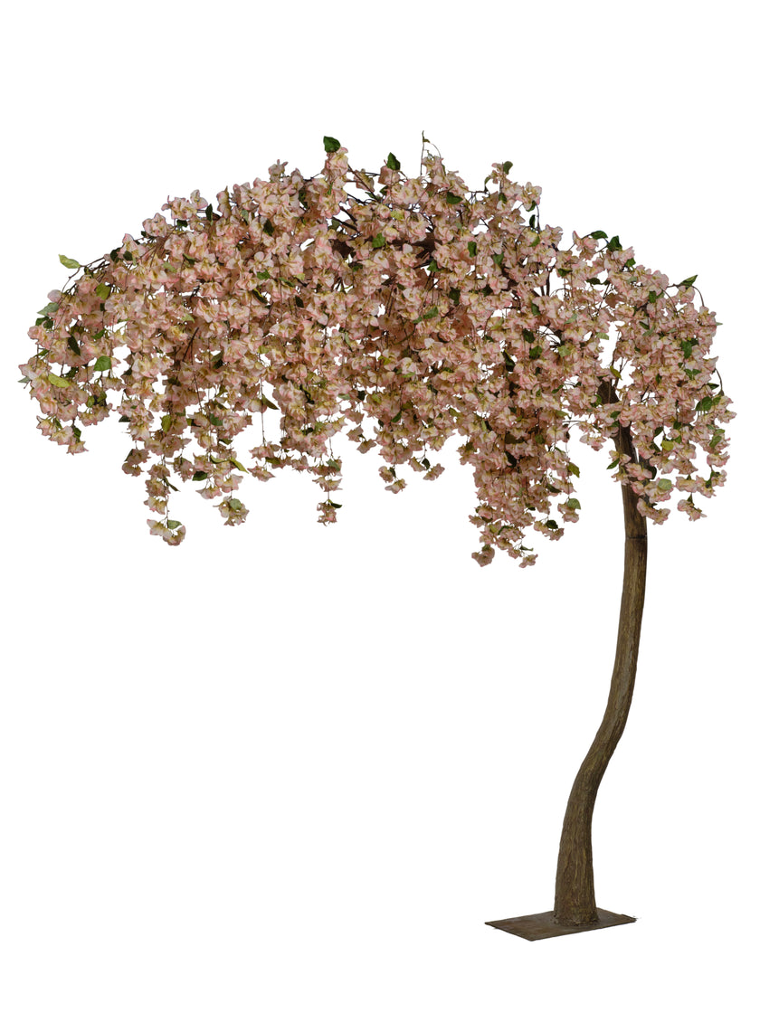 Arbre bougainviller