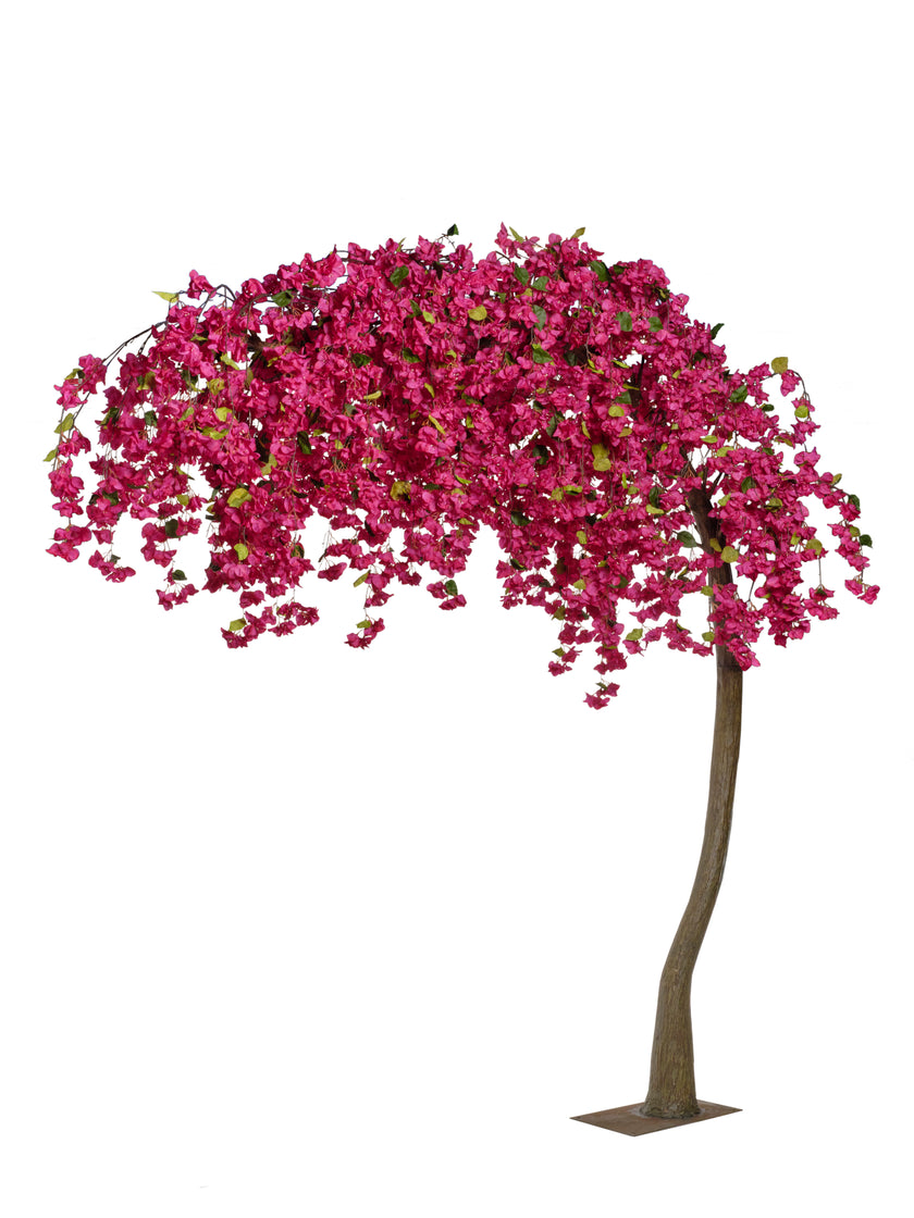 Arbre bougainviller