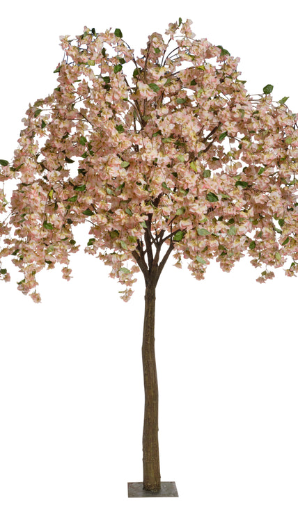 Arbre bougainviller
