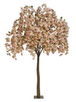 Arbre bougainviller