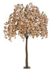 Arbre bougainviller