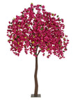 Arbre bougainviller