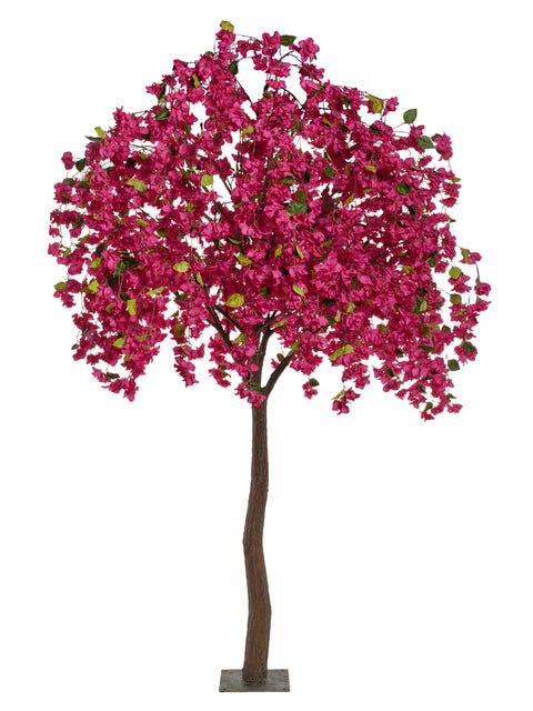 Arbre bougainviller