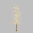 Arbre Branche Tilleul Champagne