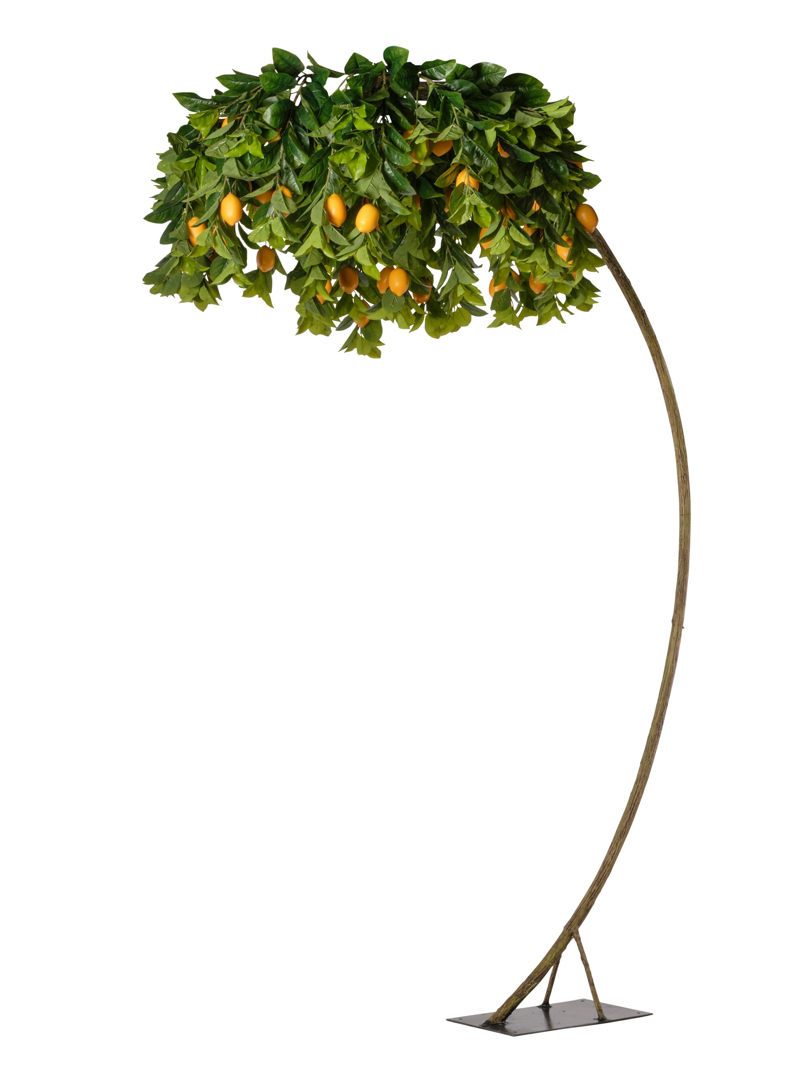 Arbre citronier