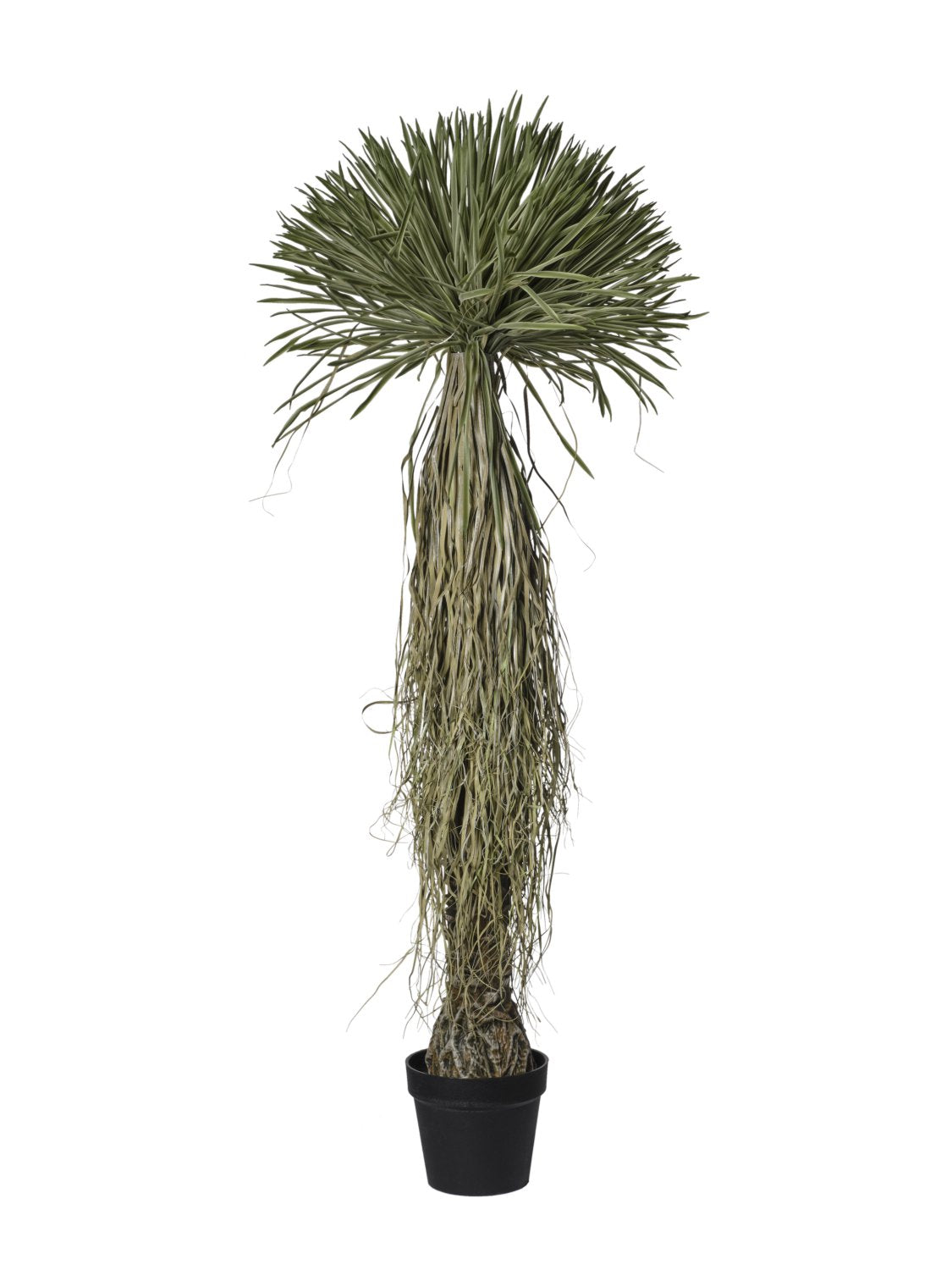Arbre de scarecrow