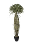 Arbre de scarecrow