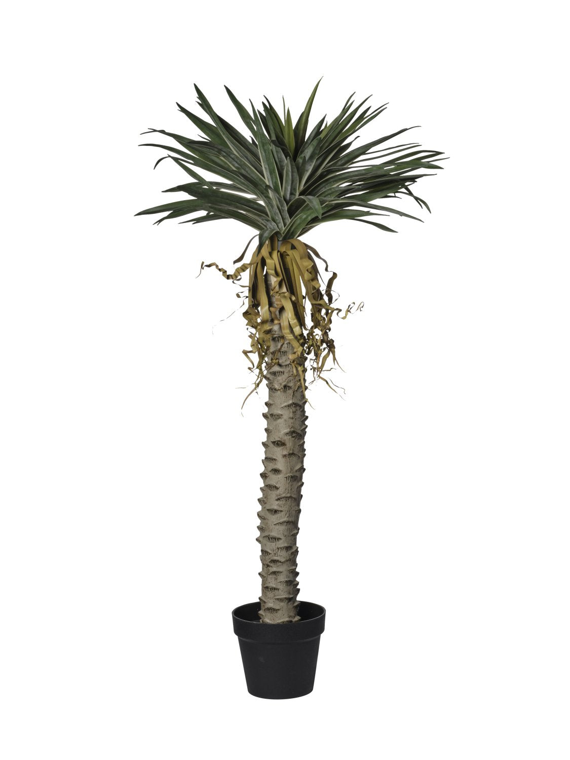 Arbre de sisal
