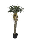 Arbre de sisal