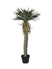 Arbre de sisal