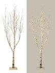 Arbre naturel lumineux