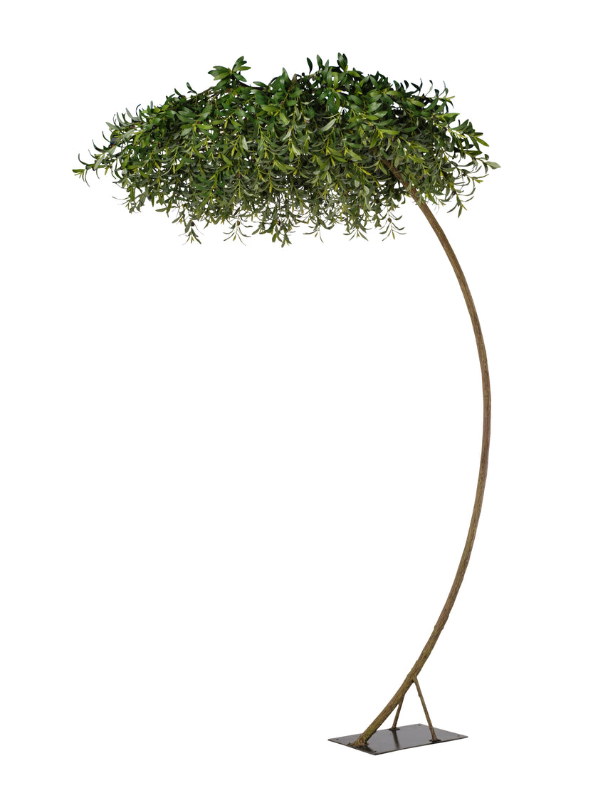 Arbre olivier