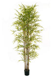 Bamboo