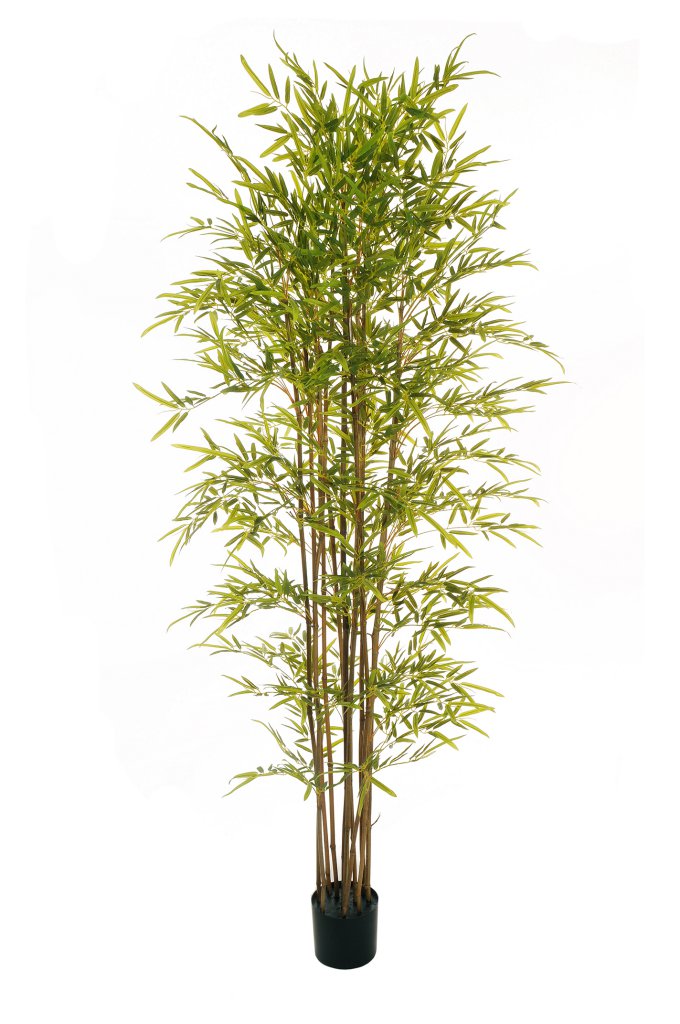 Bamboo