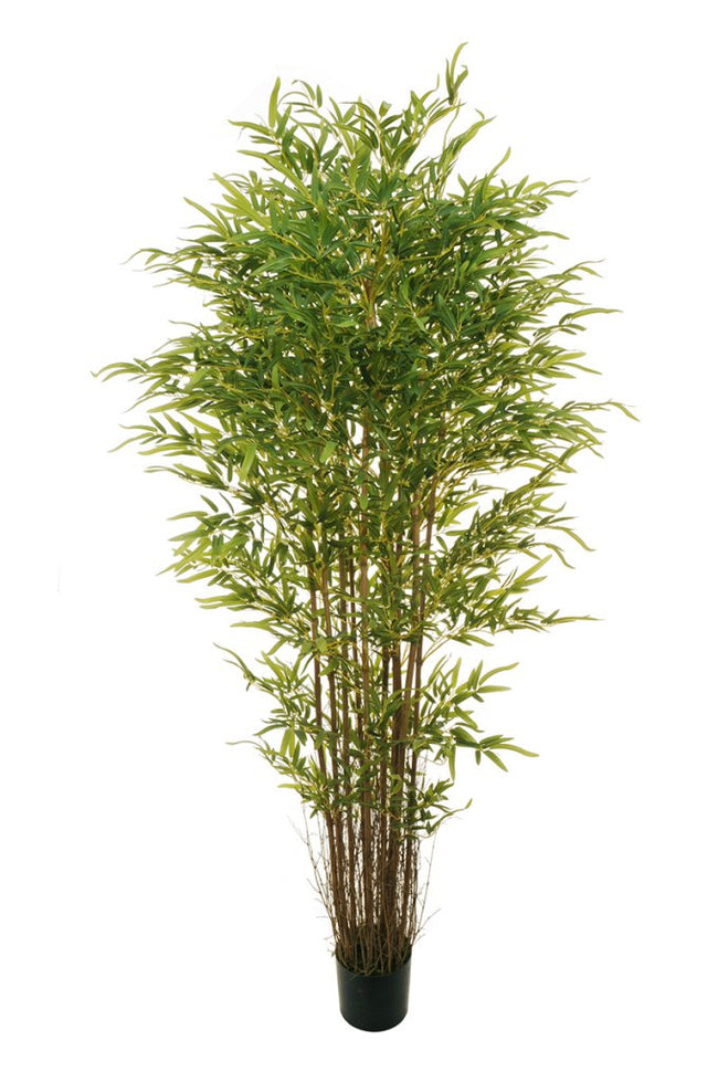 Bamboo oriental