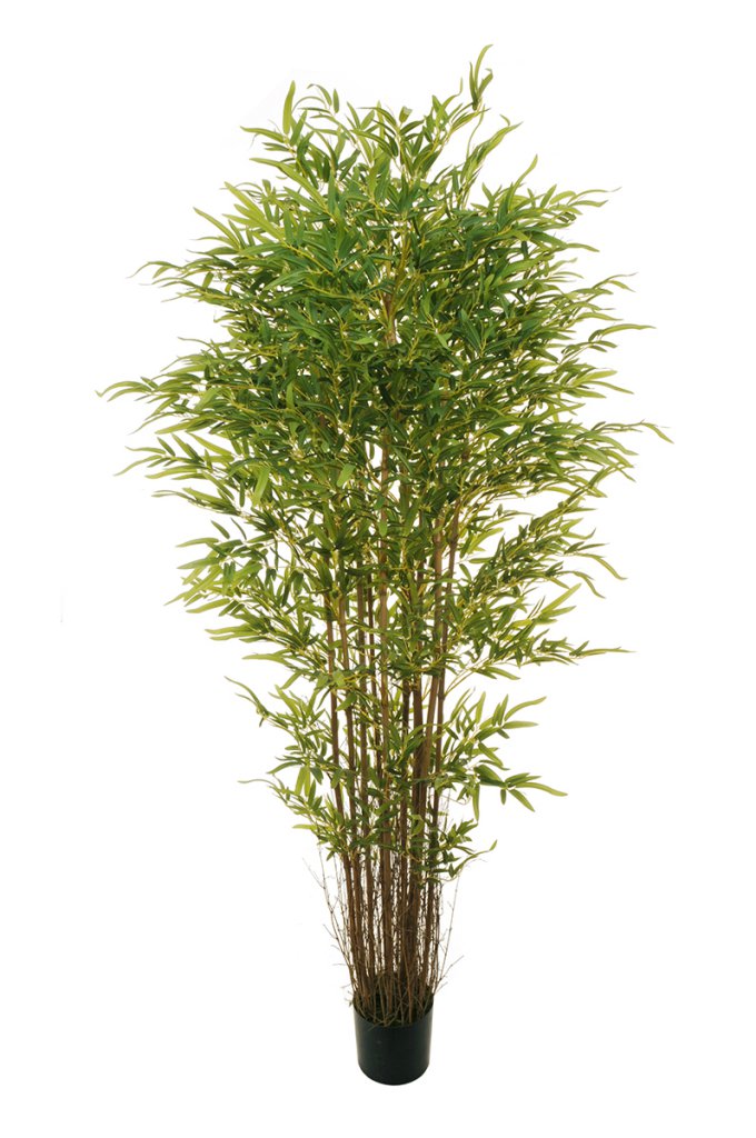 Bamboo oriental