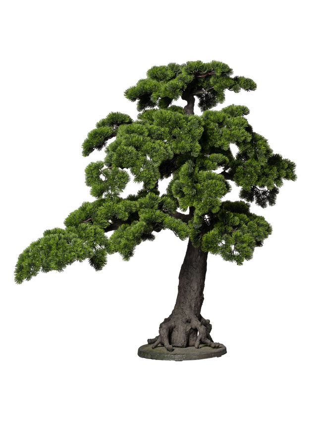 Bonsaï