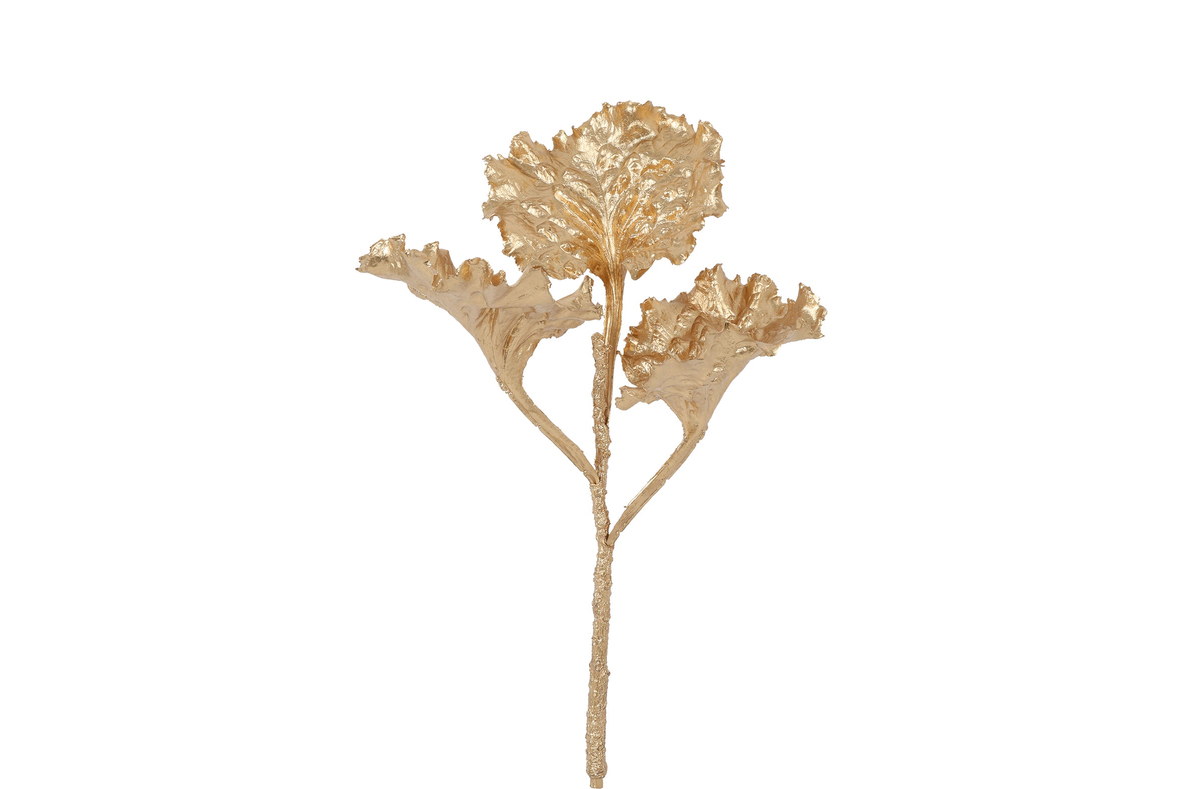 Branche brassia