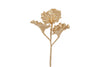 Branche brassia
