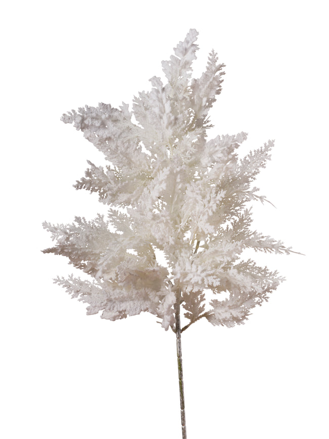 Branche de cyprés blanc