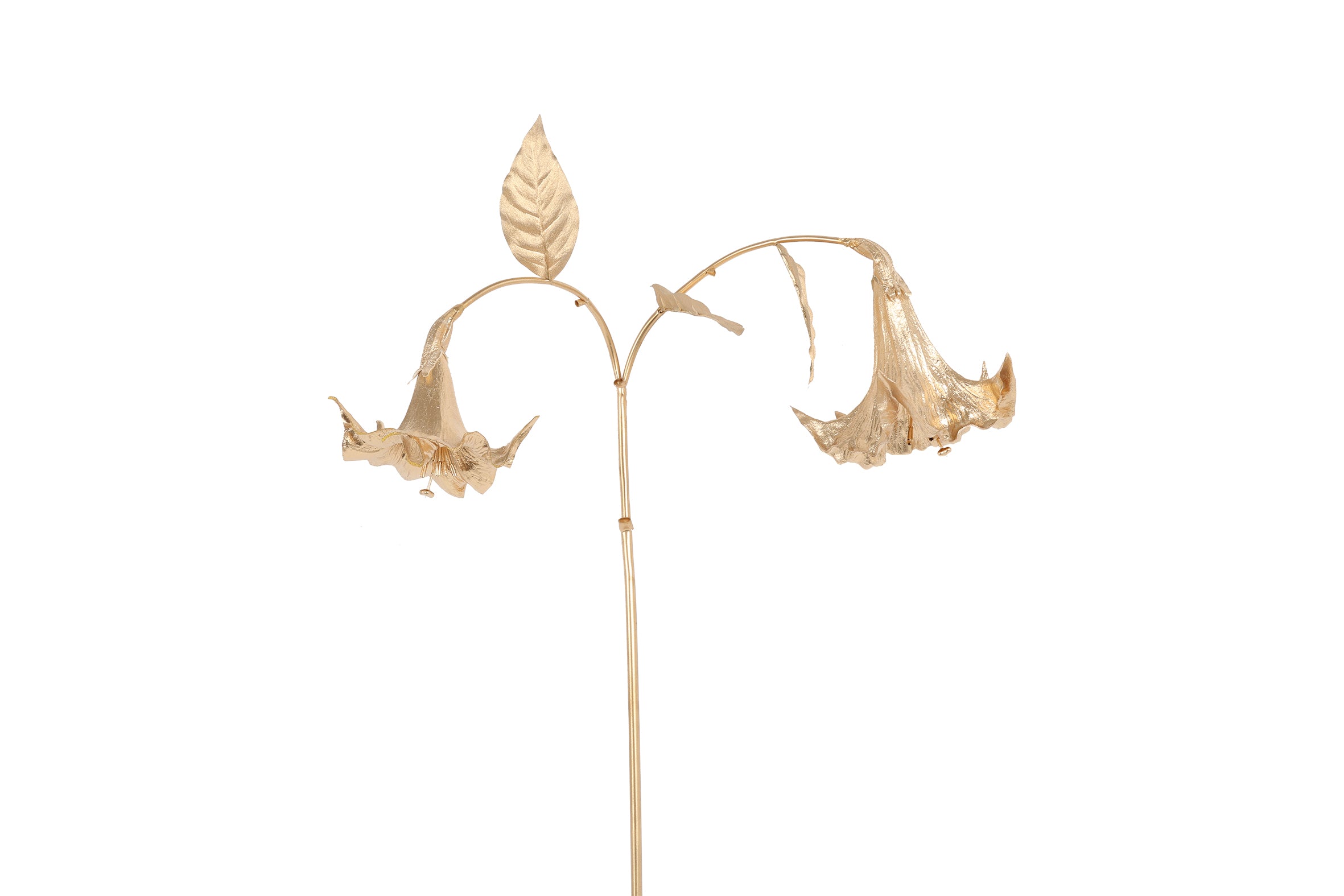 Branche de datura