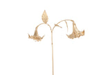 Branche de datura