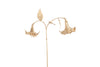 Branche de datura