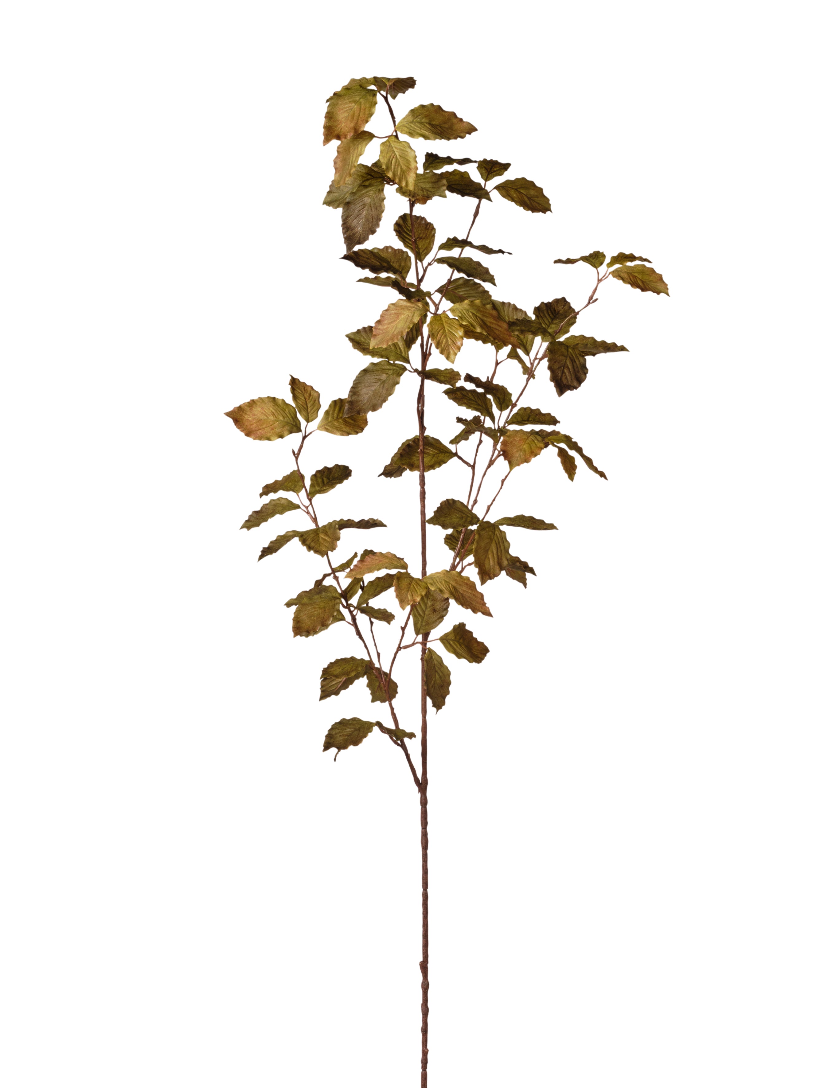 Branche de feuillage automnal