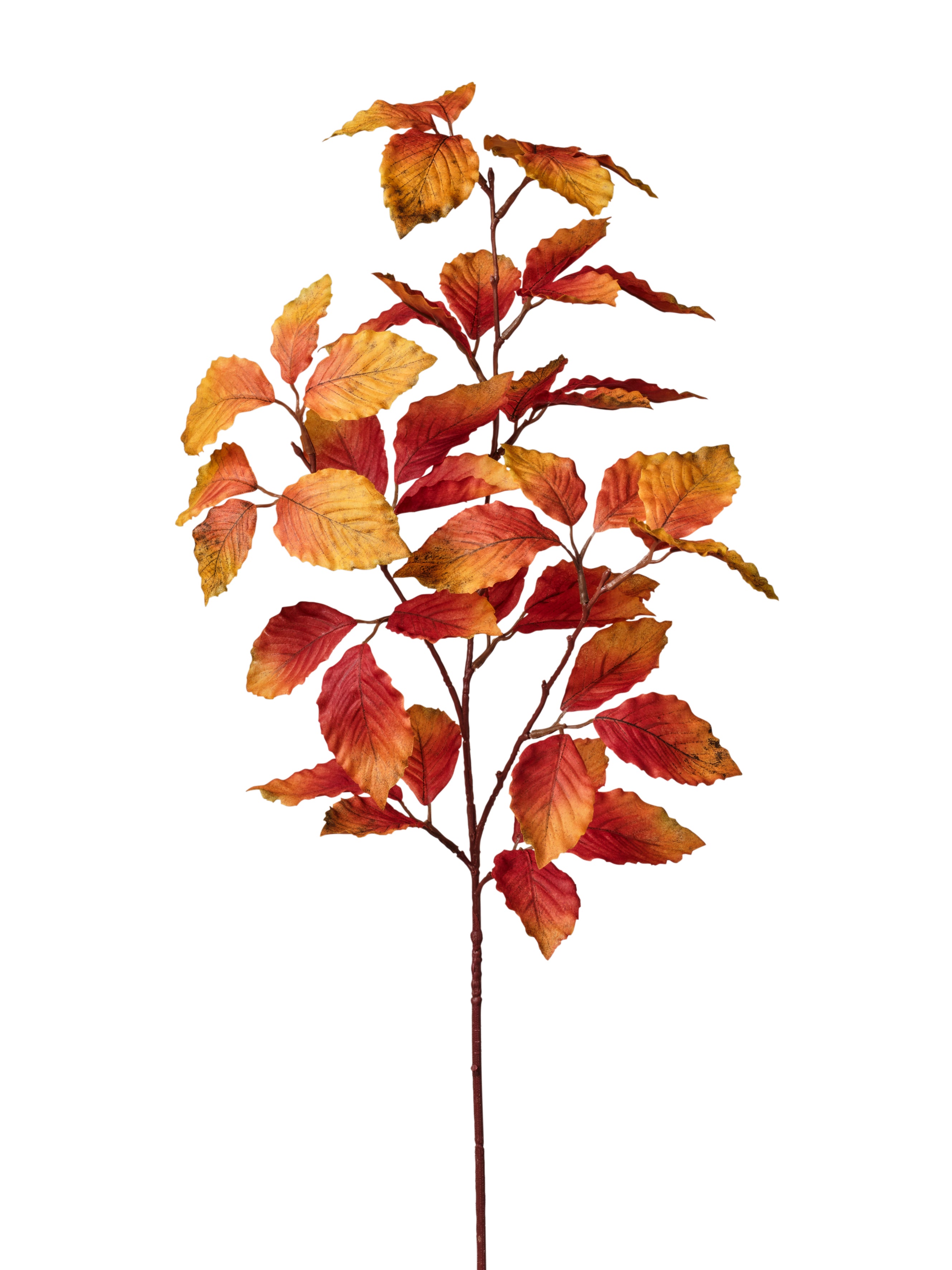 Branche de feuillage automne