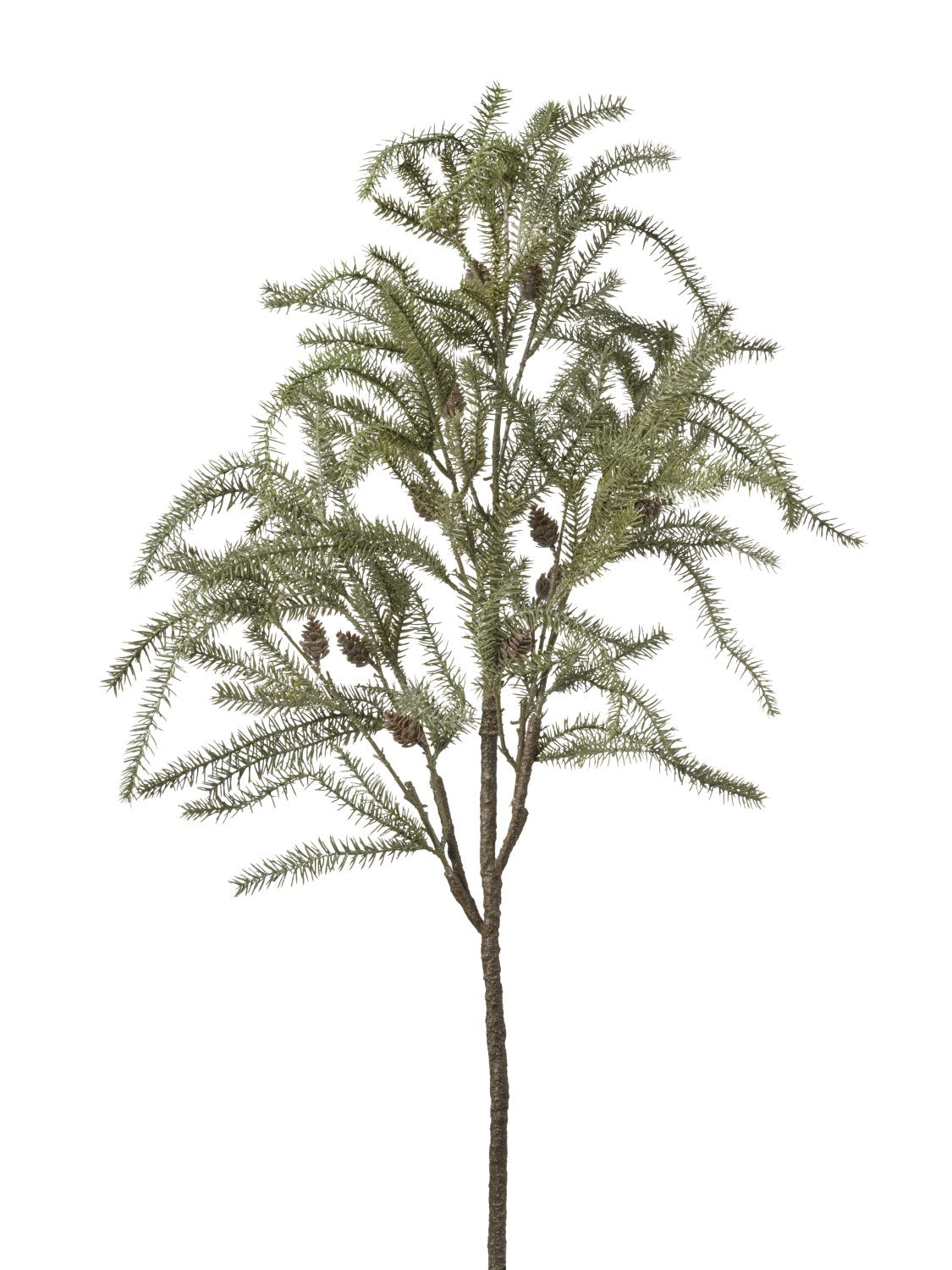 Branche de feuillage avec pin vert
