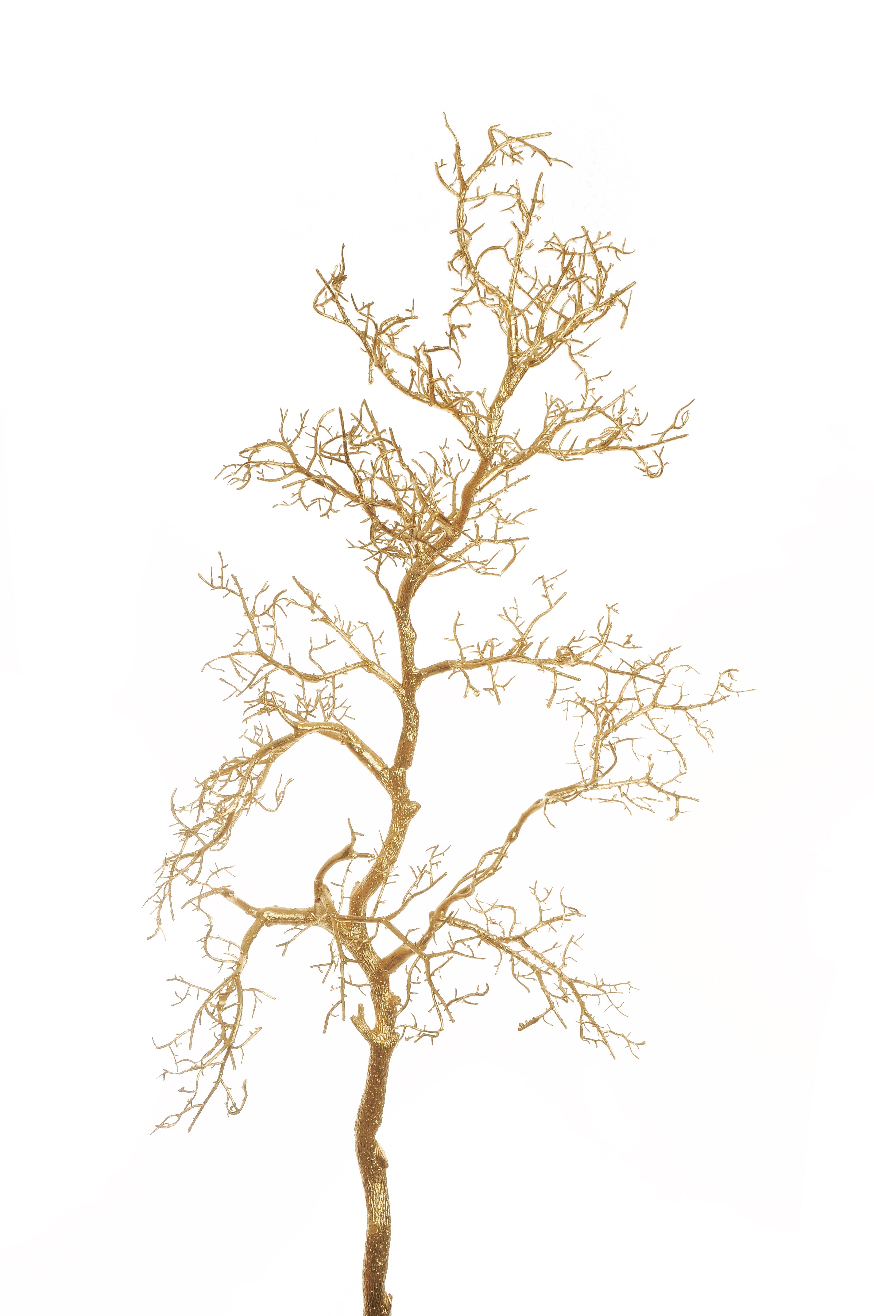 Branche de manzanita