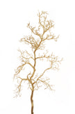 Branche de manzanita