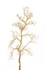 Branche de manzanita