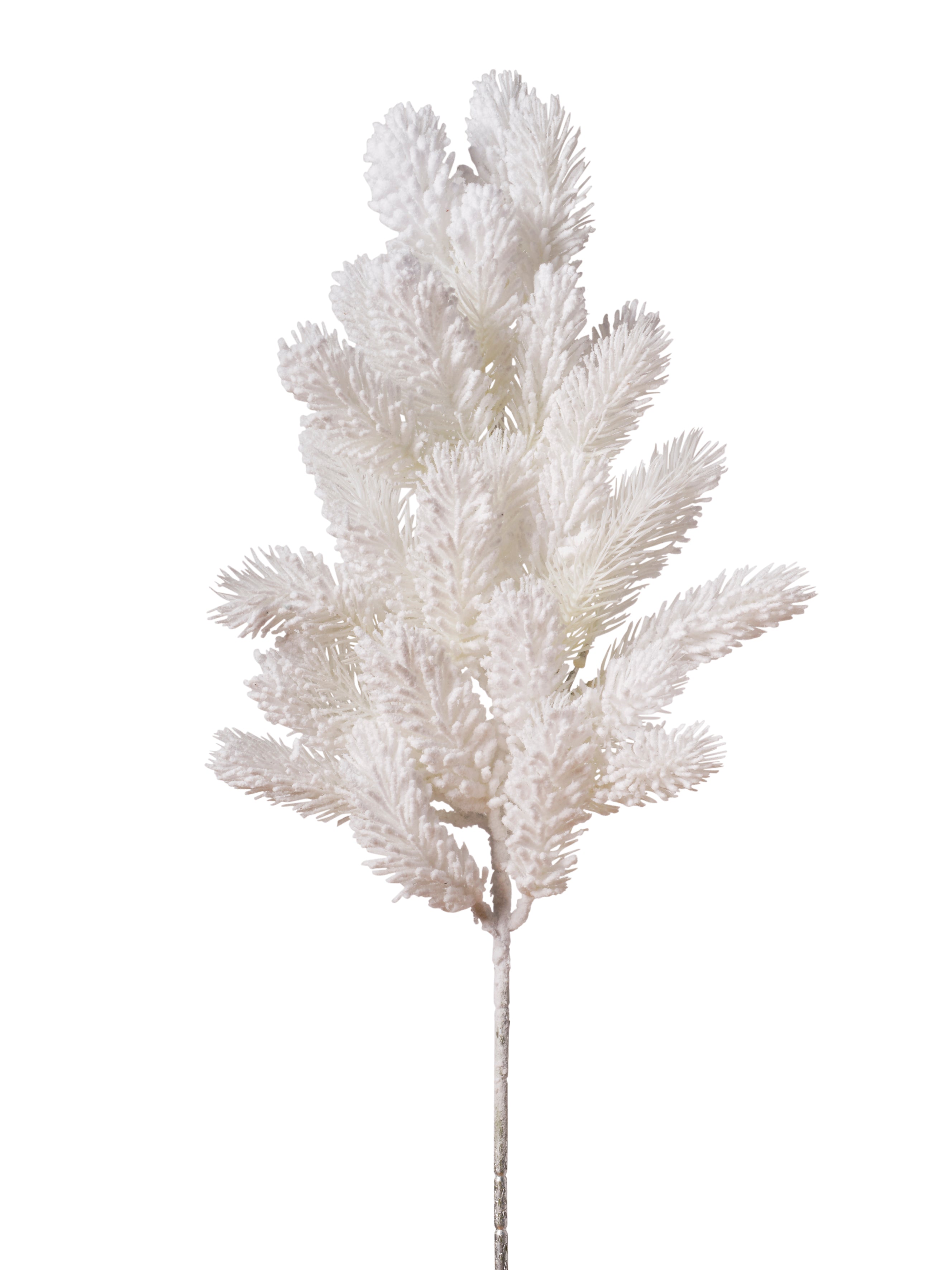 Branche de pin blanc