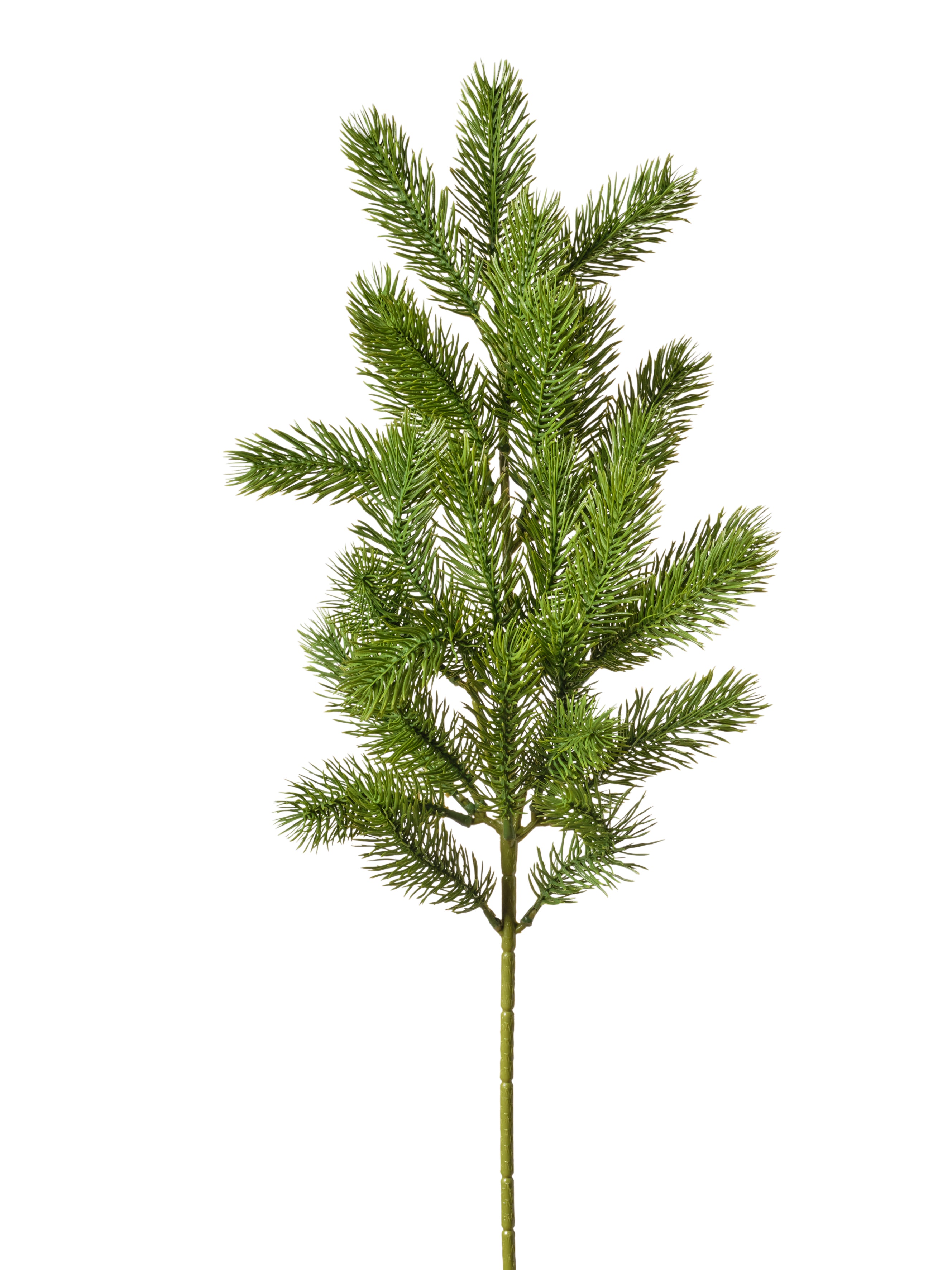 Branche de pin vert 093