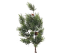 Branche de pin vert
