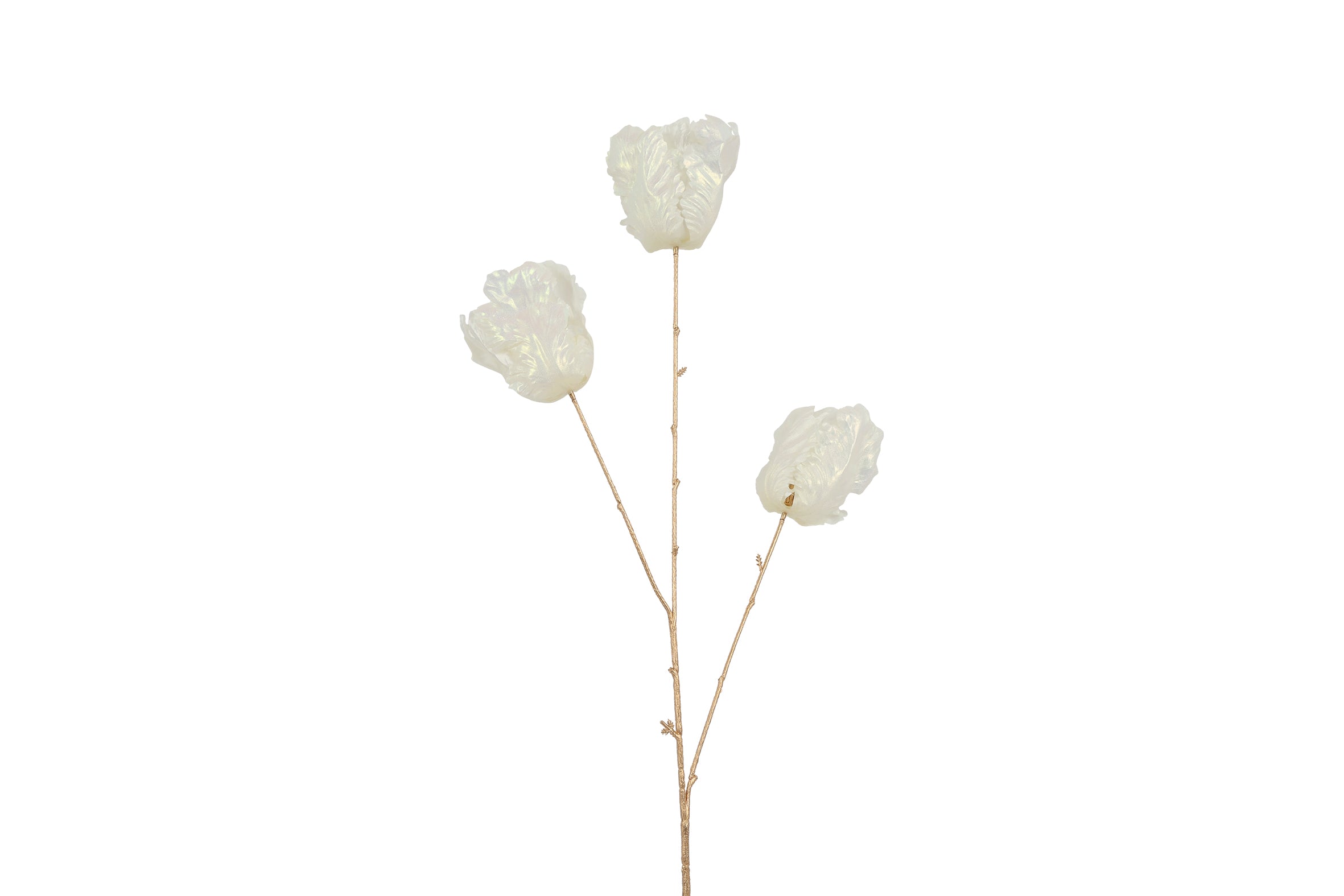 Branche de tulipe blanche nacré