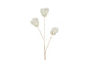 Branche de tulipe blanche nacré