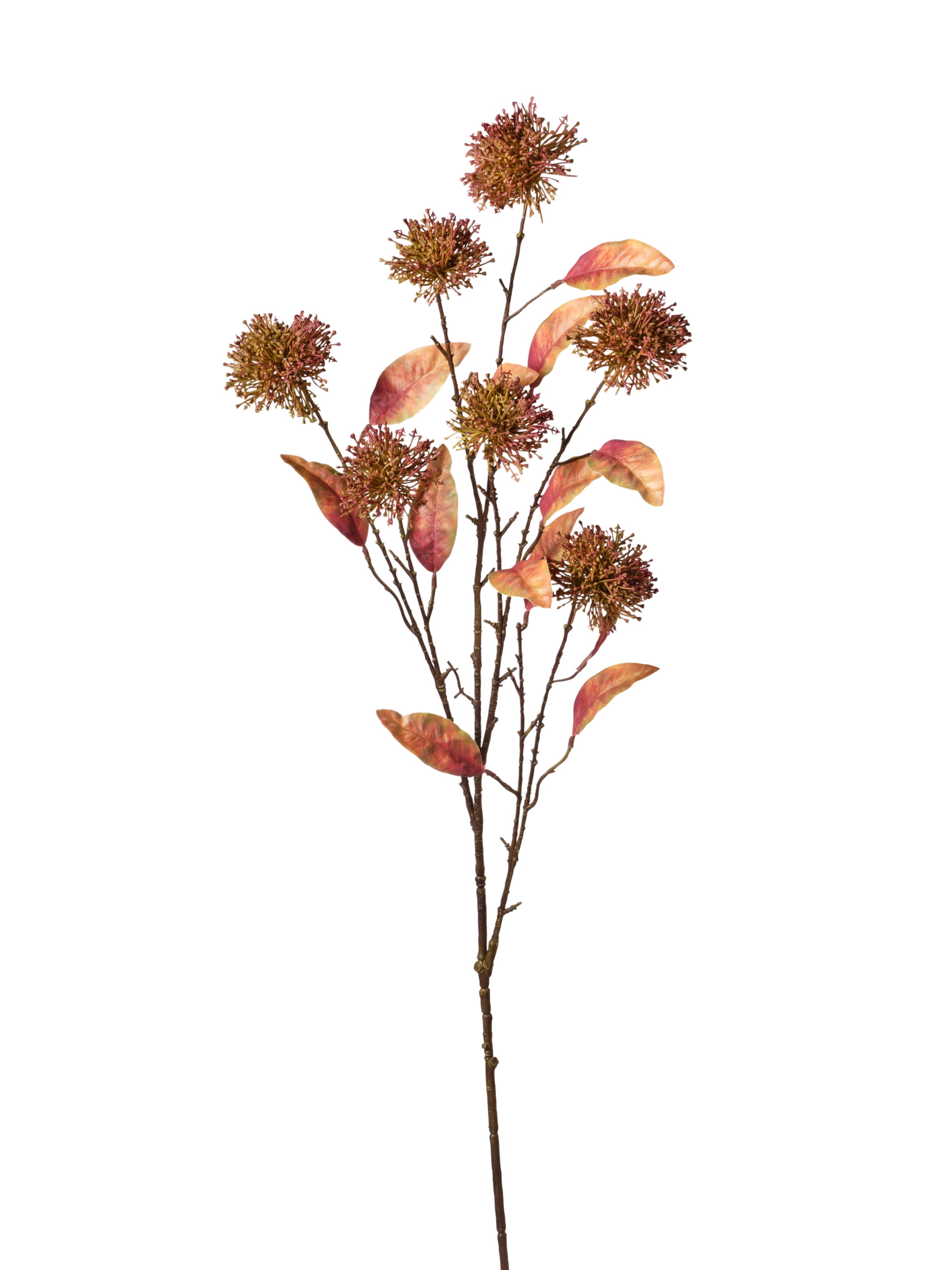 Branche de viburnum