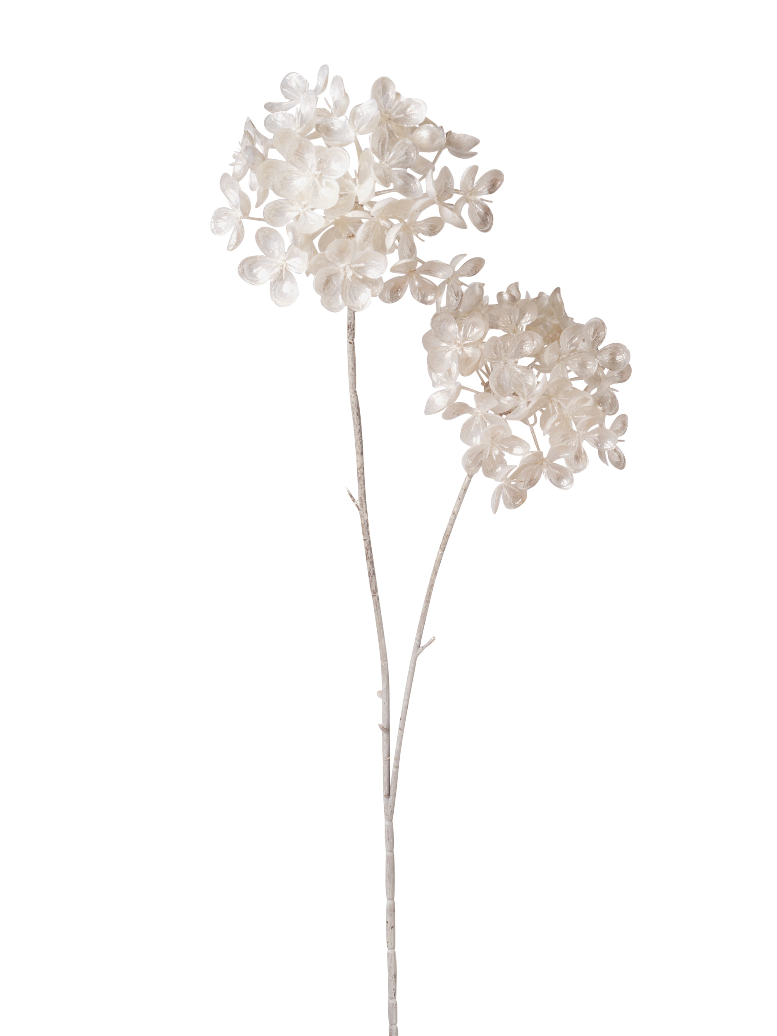 Branche de viorne