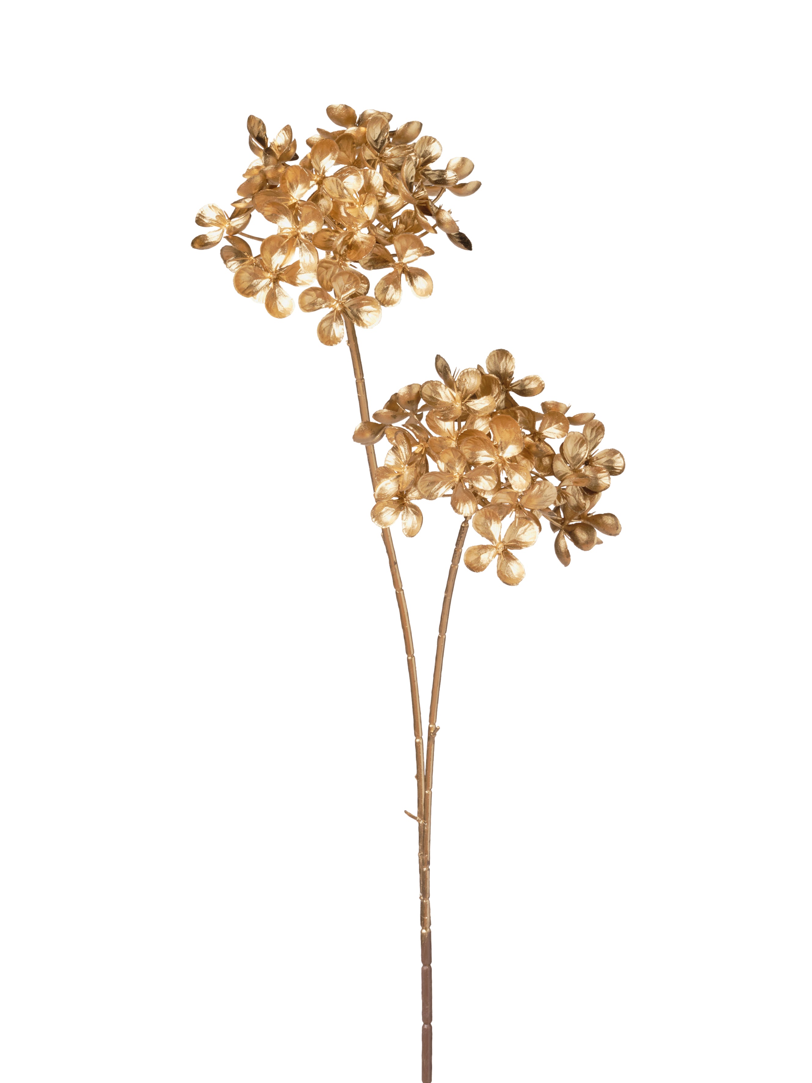 Branche de viorne