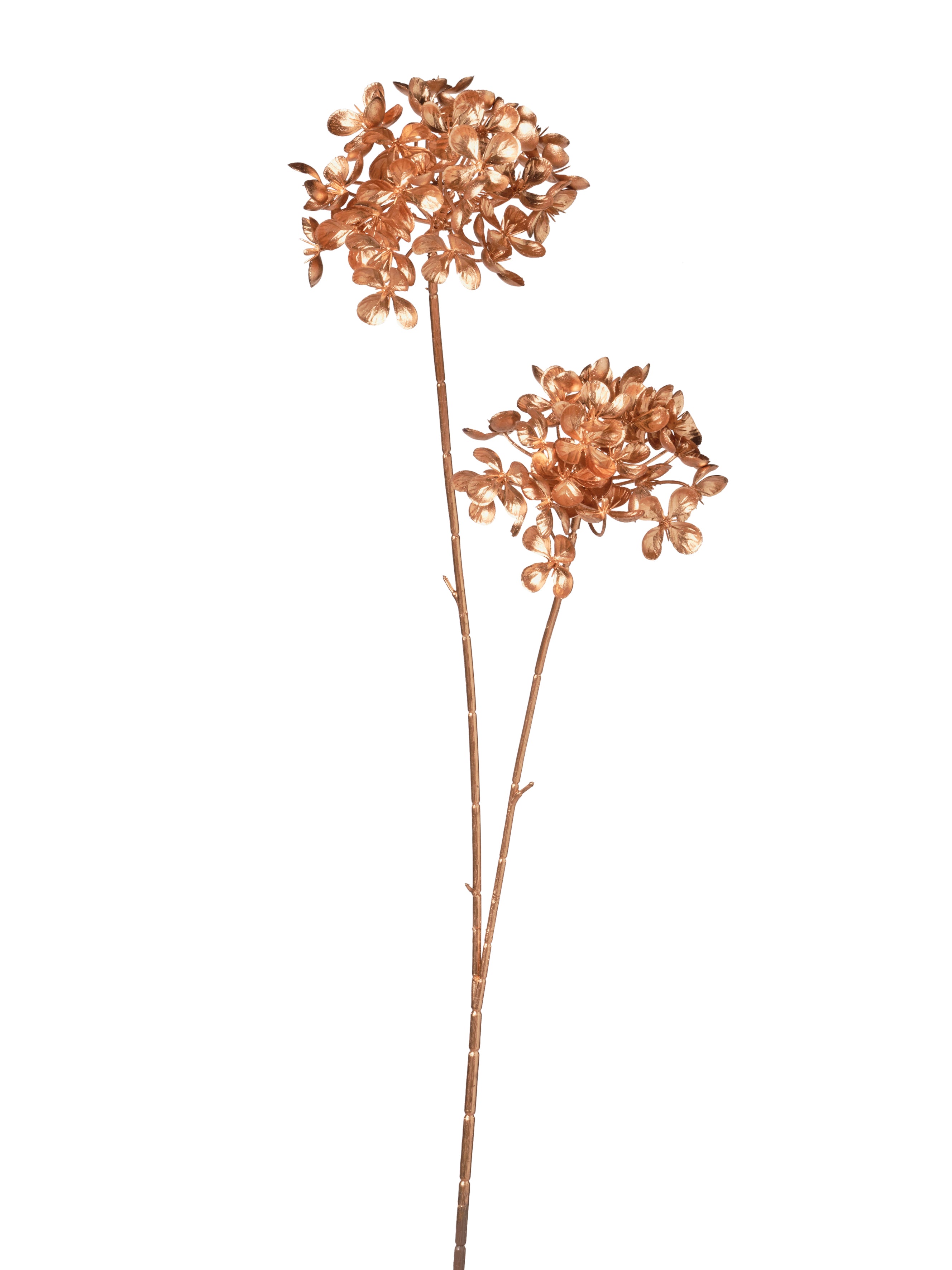Branche de viorne