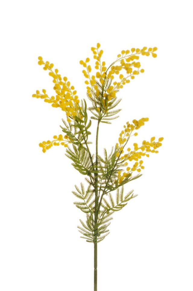 BRANCHE DE MIMOSA