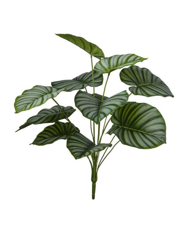 Branche de leaves