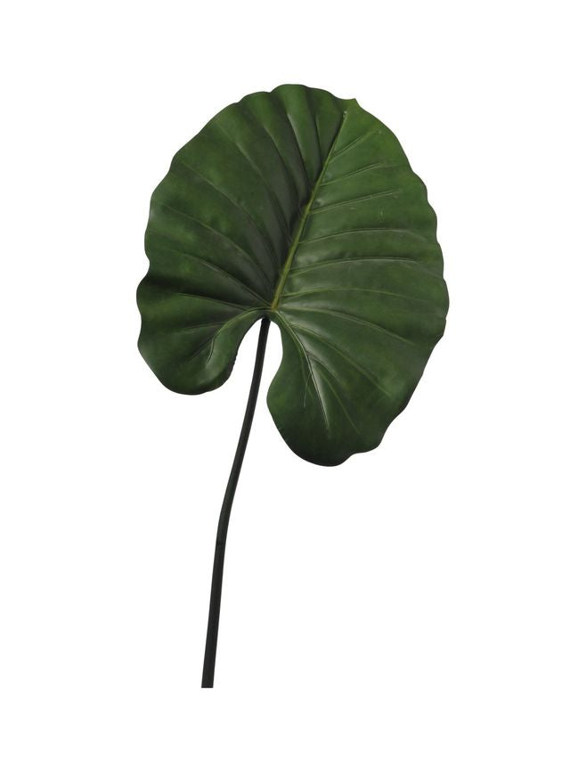 Feuille philodendron