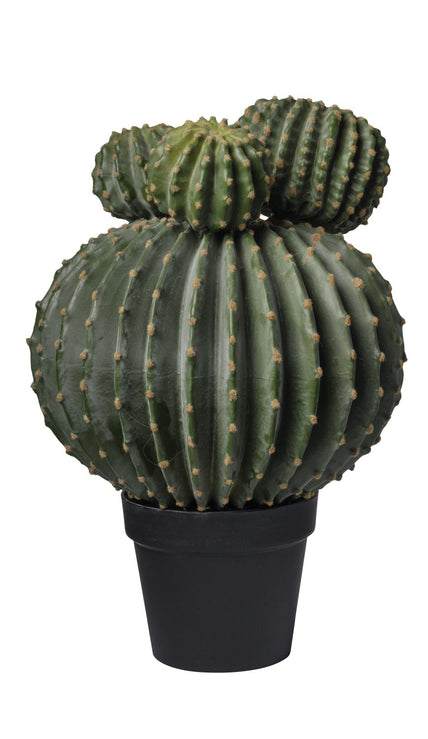 Cactus balls