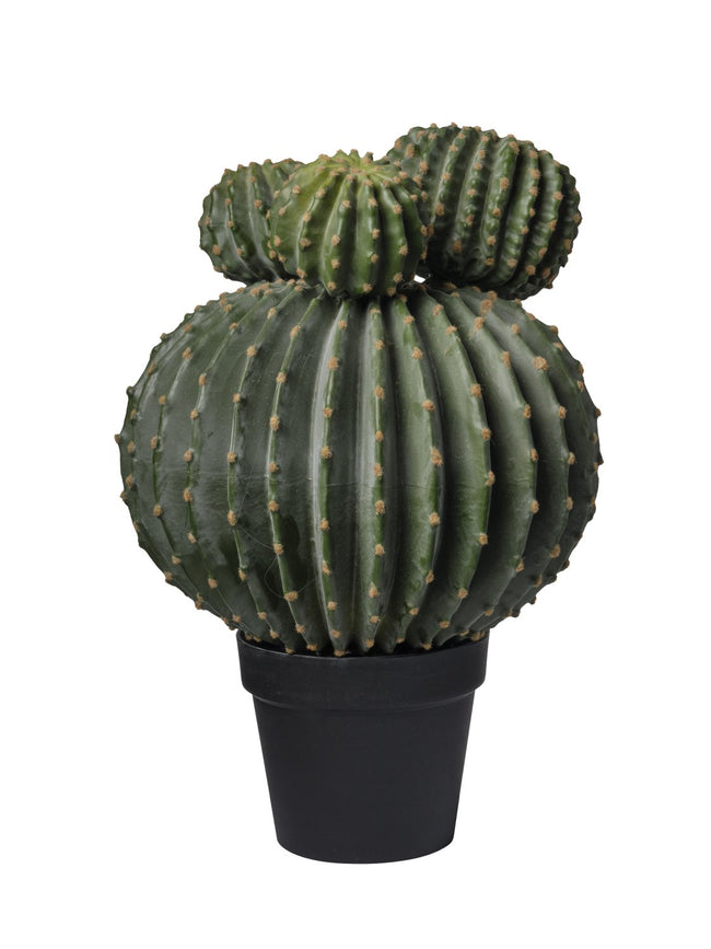 Cactus balls