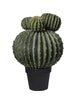 Cactus balls